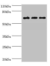 KIRREL2 antibody