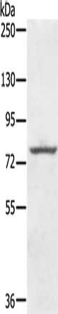 KIRREL2 Antibody