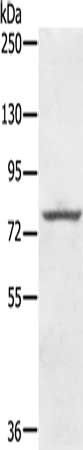 KIRREL2 antibody