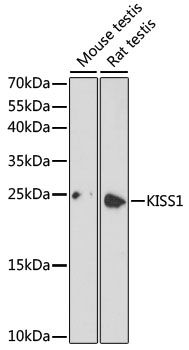 KISS1 antibody