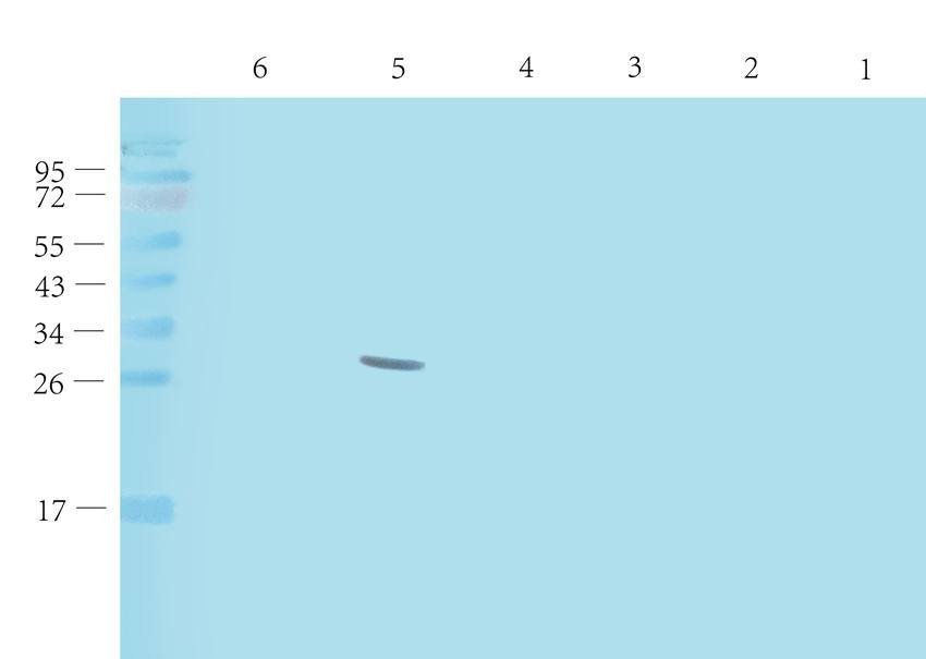 Kiss1 antibody