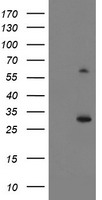 KIST Antibody