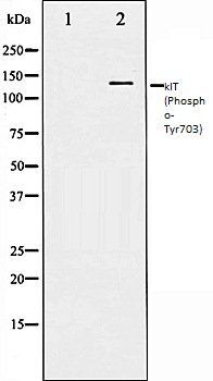 c-Kit (Phospho-Tyr703) antibody