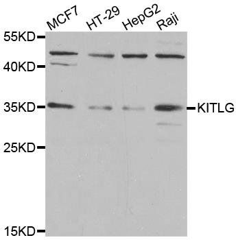 KITLG antibody