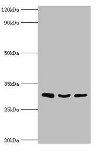 KITLG antibody