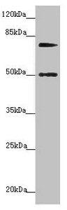KIZ Antibody