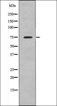 KIZUNA (Phospho-Thr379) antibody