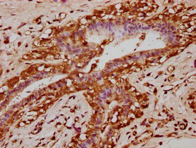 KLB Antibody