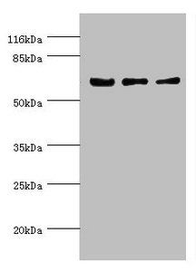 KLC1 antibody