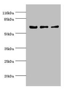 KLC1 Antibody