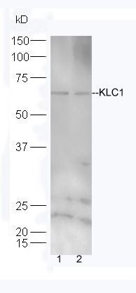 KLC1 antibody