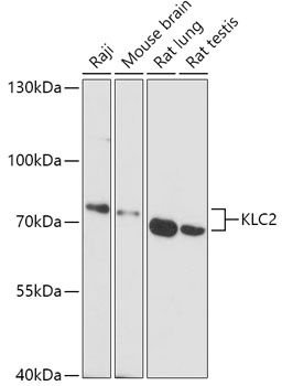 KLC2 antibody