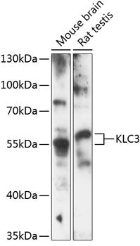 KLC3 antibody