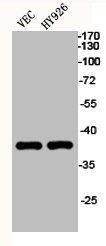 KLF1/KLF5/KLF7 Antibody