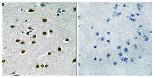 KLF10/11 Antibody