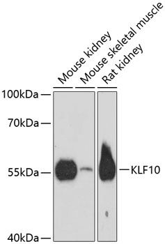 KLF10 antibody