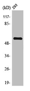 KLF11 antibody