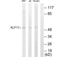 KLF11 antibody