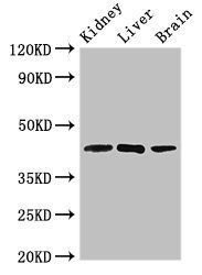 KLF12 antibody