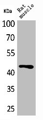 KLF12 antibody