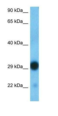 KLF13 antibody