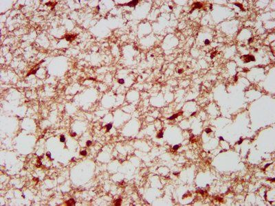 KLF13 Antibody