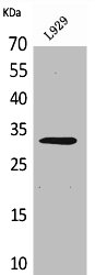KLF13 Antibody