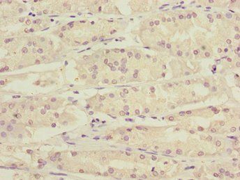 KLF15 Antibody