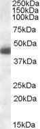 Goat anti-KLF15 Antibody