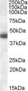 KLF15 antibody