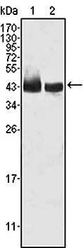 KLF15 Antibody