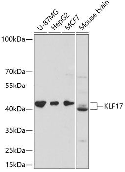KLF17 antibody
