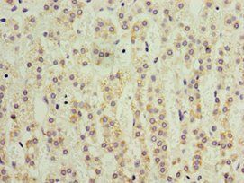 KLF3 Antibody