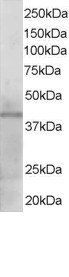 Goat anti-KLF3 / BKLF Antibody