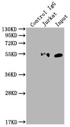 KLF4 Recombinant Monoclonal Antibody