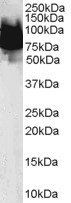 Goat anti-KLF4 / GKLF Antibody