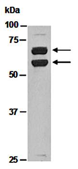 KLF4 antibody