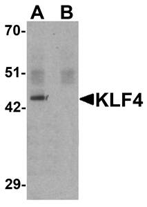 KLF4 Monoclonal Antibody