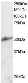 Goat anti-KLF8 / BKLF3 Antibody