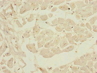 KLF9 Antibody