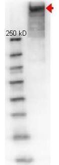 KLH antibody (Peroxidase)