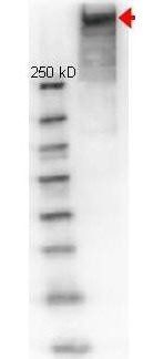 KLH antibody (TRITC)
