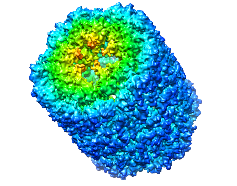 Biotin/KLH
