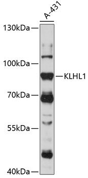 KLHL1 antibody