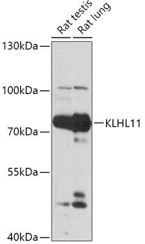 KLHL11 antibody