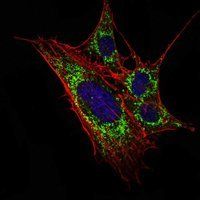 KLHL11 Antibody