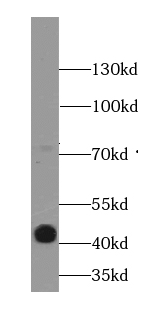 KLHL14-Specific antibody