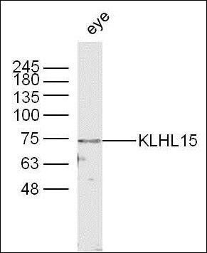 KLHL15 antibody