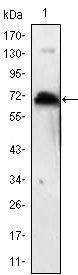 KLHL1 Antibody