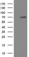 KLHL2 antibody